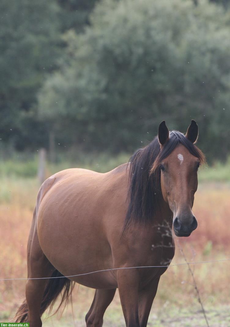Bild 3: Lusitano Zuchtstute mit APSL-Papieren