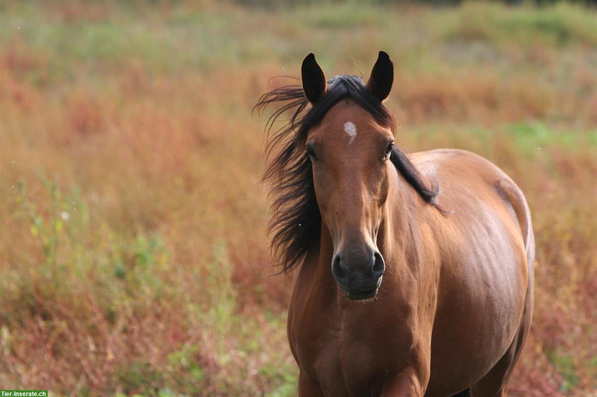 Bild 4: Lusitano Zuchtstute mit APSL-Papieren
