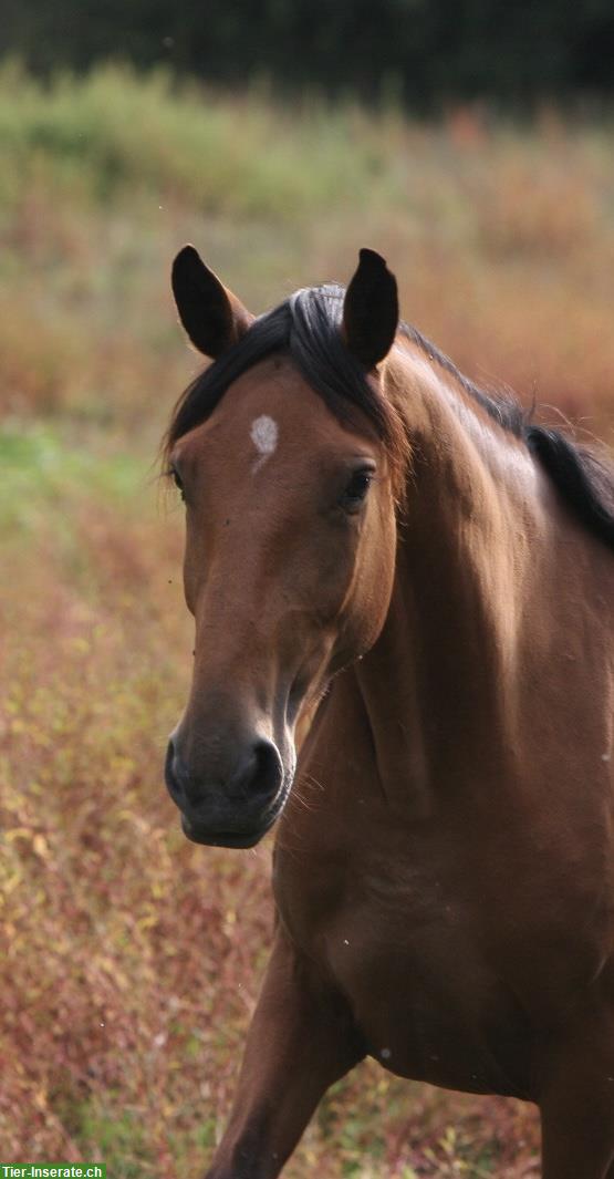 Bild 5: Lusitano Zuchtstute mit APSL-Papieren