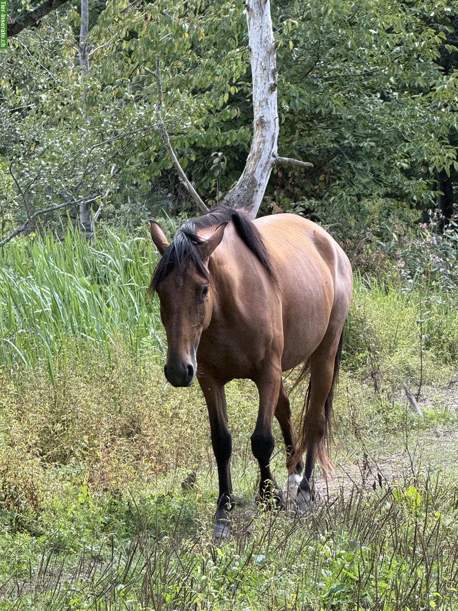 Bild 6: Lusitano Zuchtstute mit APSL-Papieren