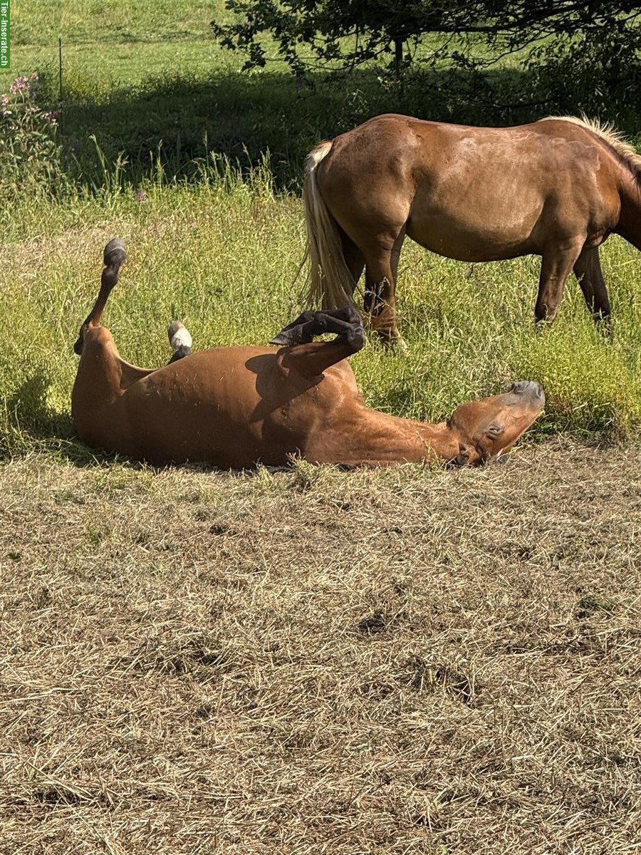 Bild 7: Lusitano Zuchtstute mit APSL-Papieren