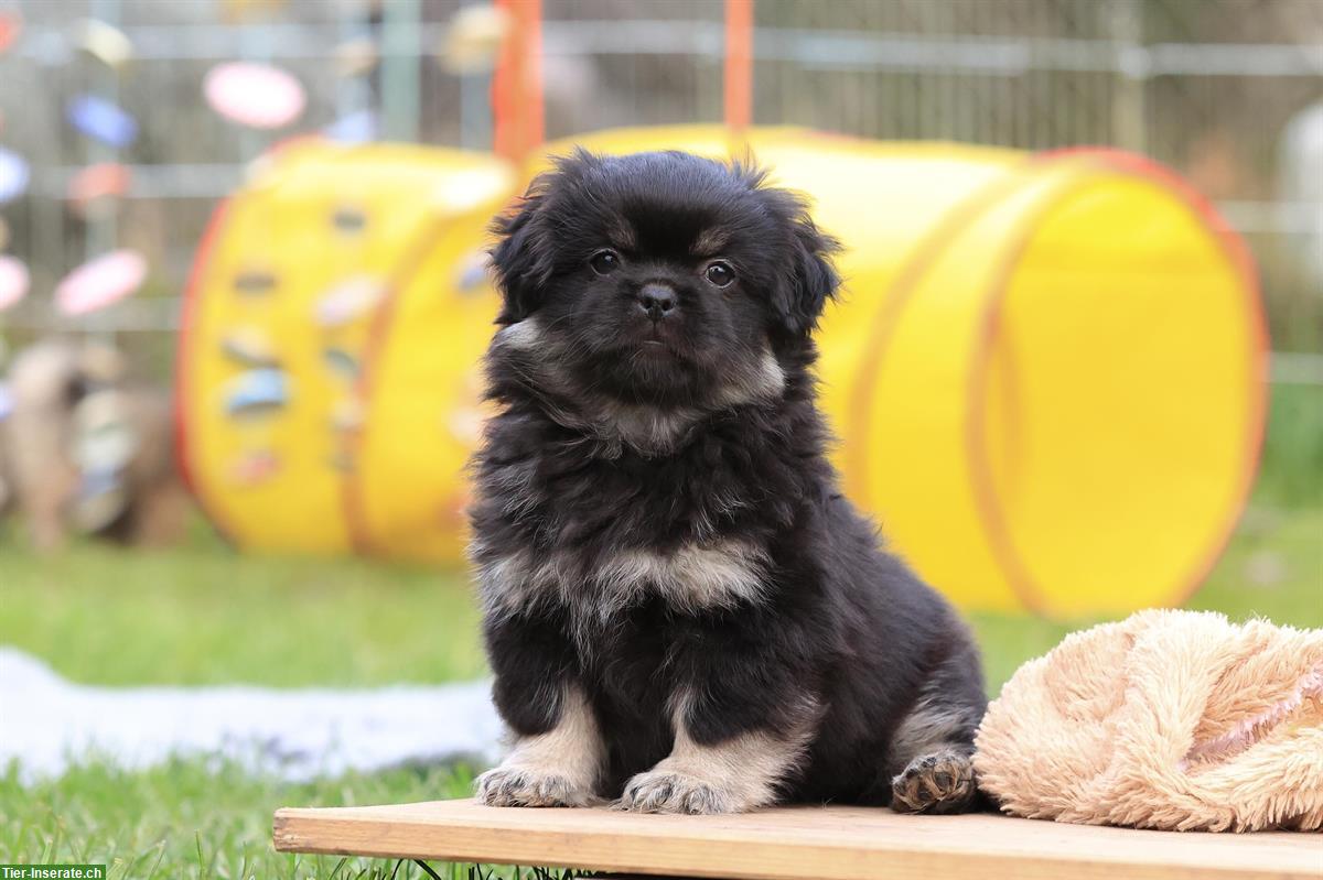 Bild 3: Tibet Spaniel Welpen (Rüden) mit Stammbaum