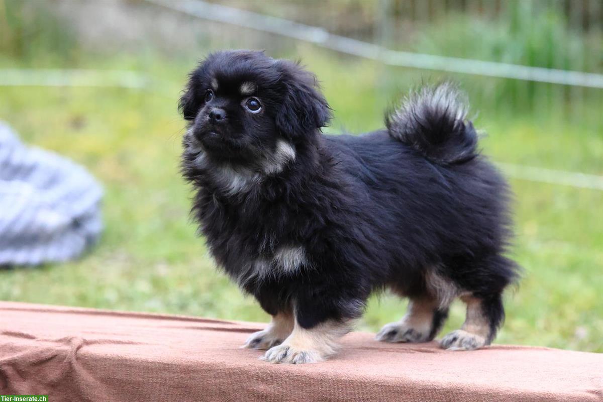 Bild 4: Tibet Spaniel Welpen (Rüden) mit Stammbaum