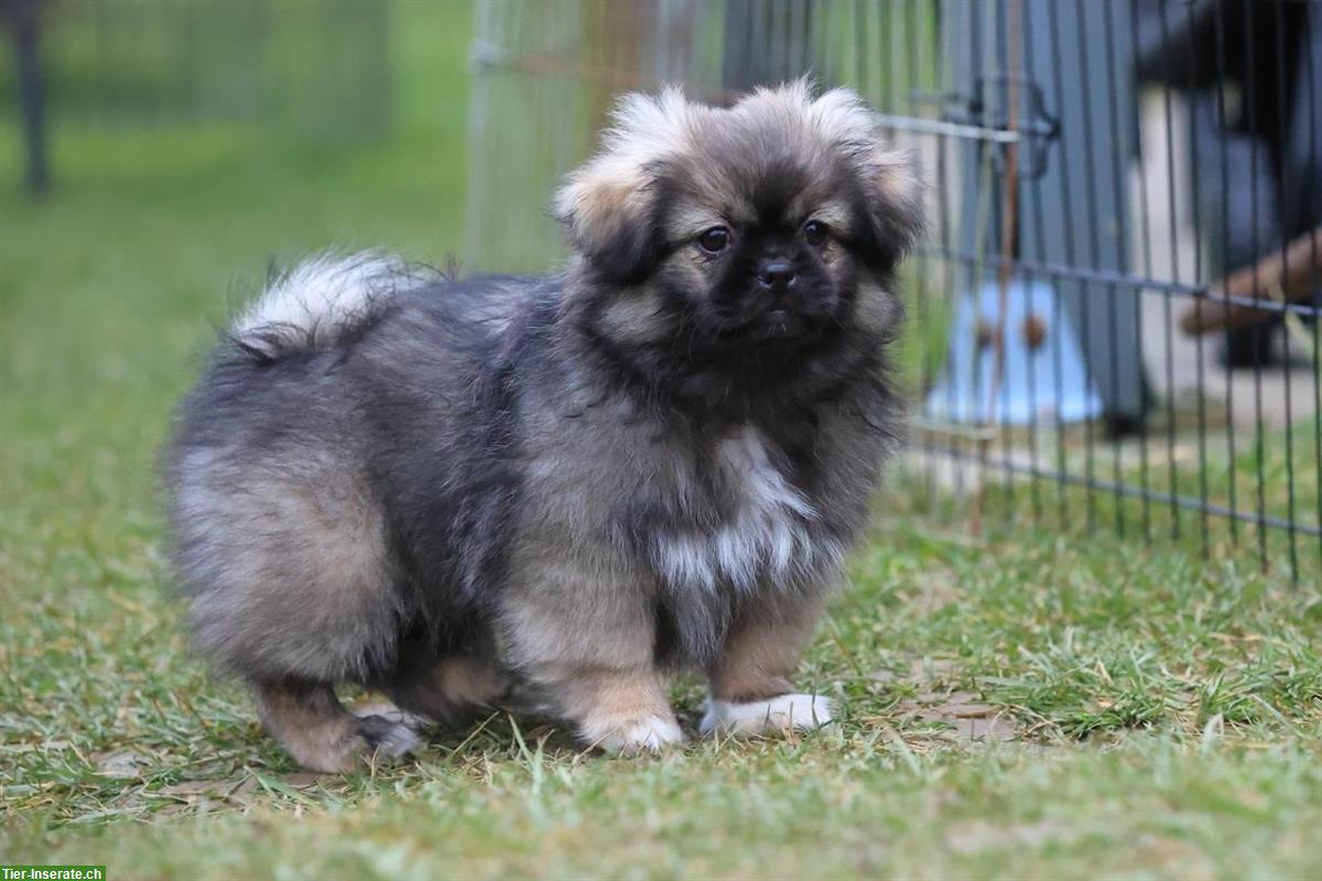 Bild 5: Tibet Spaniel Welpen (Rüden) mit Stammbaum
