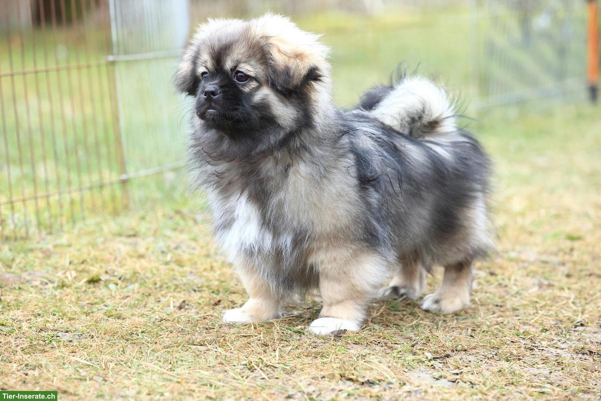 Bild 6: Tibet Spaniel Welpen (Rüden) mit Stammbaum