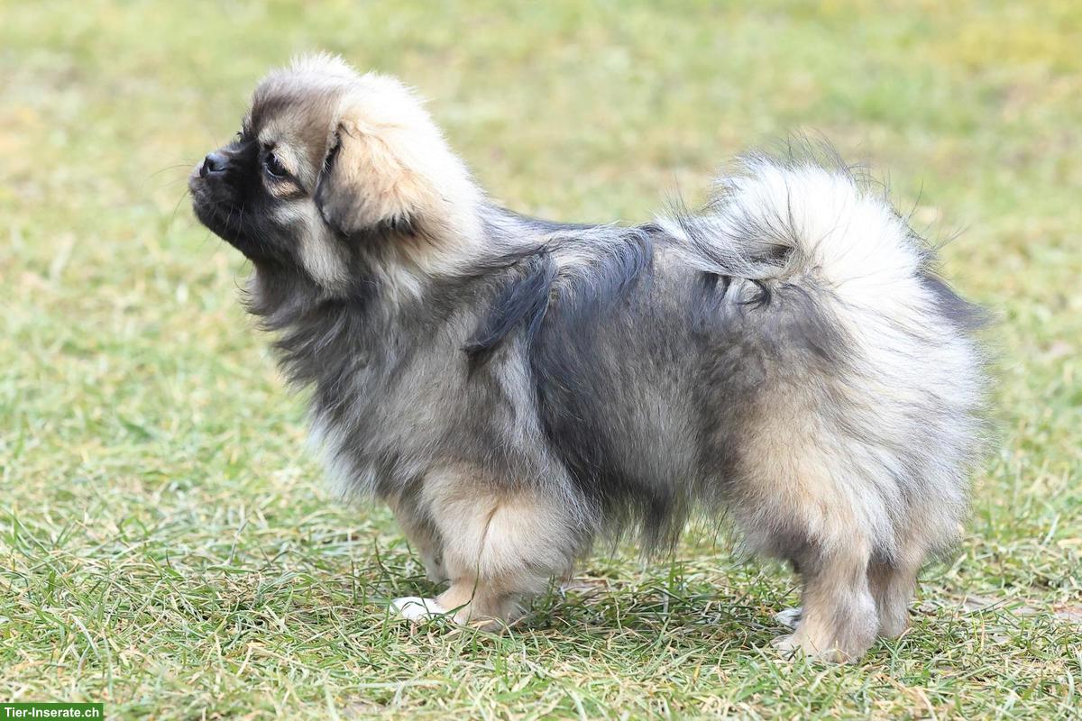 Bild 7: Tibet Spaniel Welpen (Rüden) mit Stammbaum