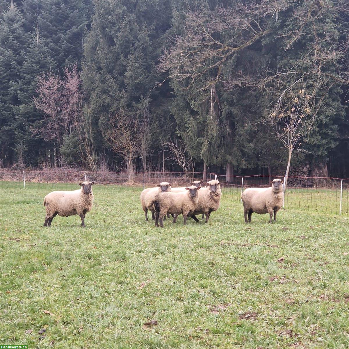 Shropshire Schafherde mit Bock und trächtigen Schafen
