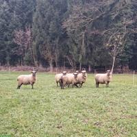 Shropshire Schafherde mit Bock und trächtigen Schafen