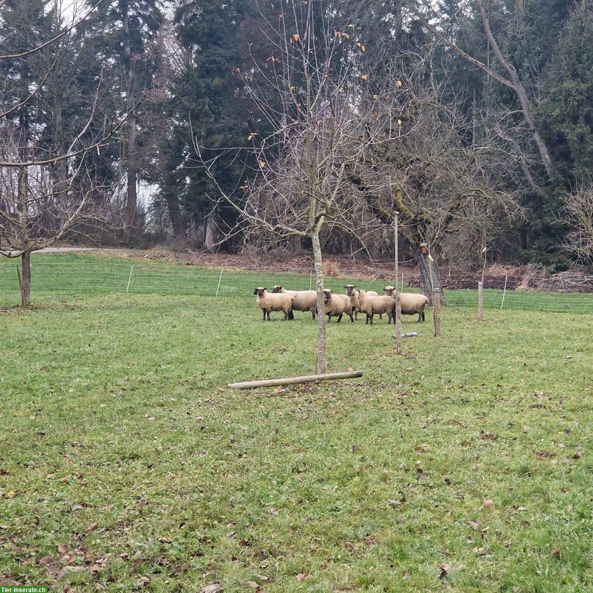 Bild 2: Shropshire Schafherde mit Bock und trächtigen Schafen