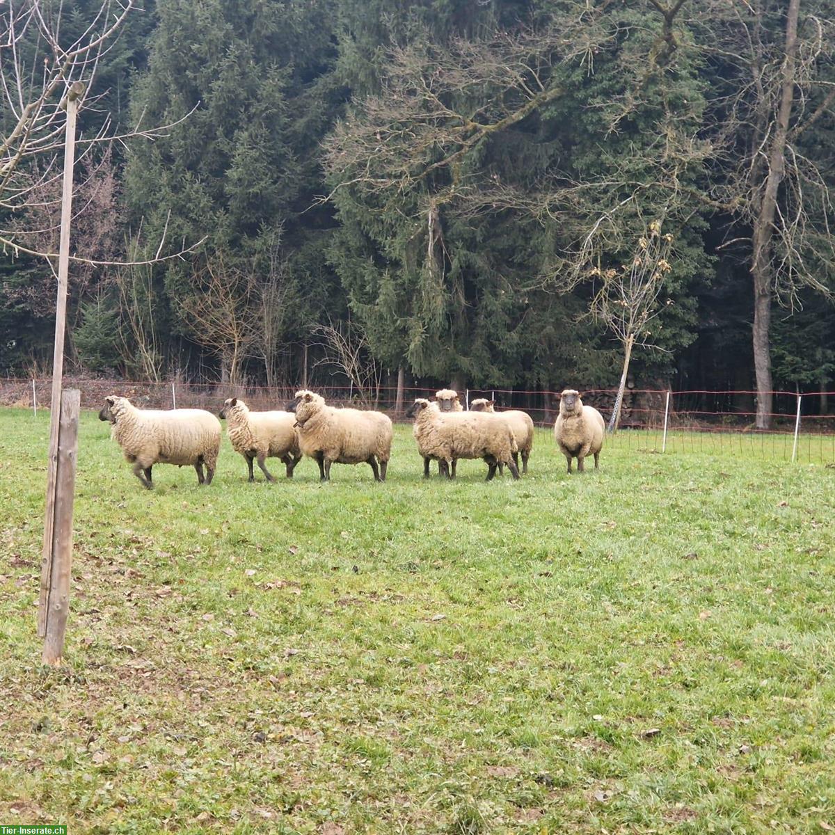 Bild 3: Shropshire Schafherde mit Bock und trächtigen Schafen
