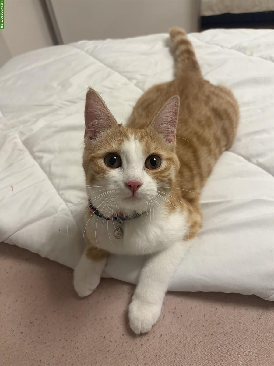 Kitten (weiblich), 5 Monate alt, rot-weiss, inkl. Zubehör