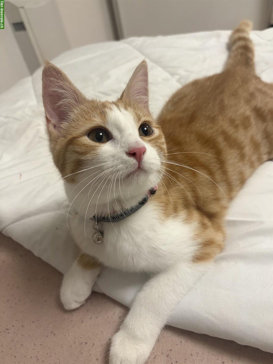 Bild 3: Kitten (weiblich), 5 Monate alt, rot-weiss, inkl. Zubehör