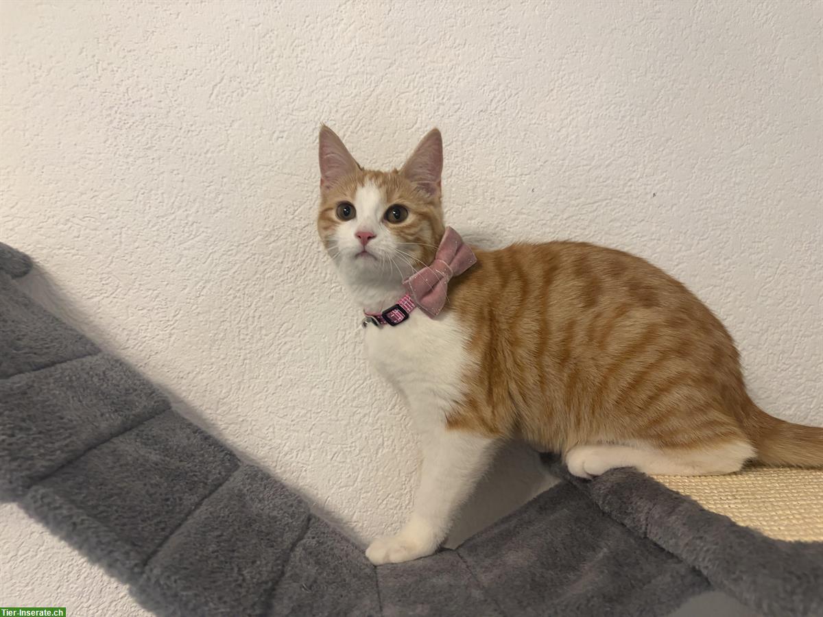 Bild 5: Kitten (weiblich), 5 Monate alt, rot-weiss, inkl. Zubehör