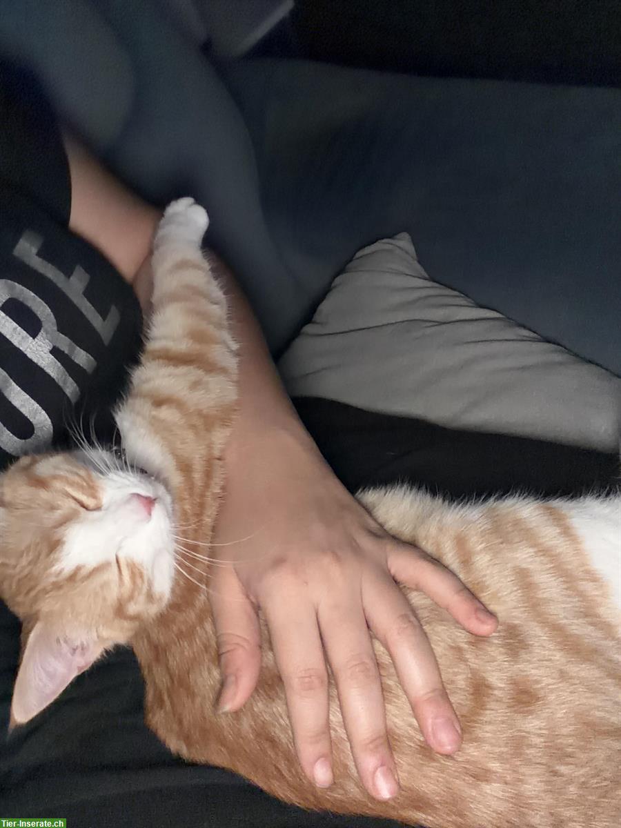 Bild 6: Kitten (weiblich), 5 Monate alt, rot-weiss, inkl. Zubehör