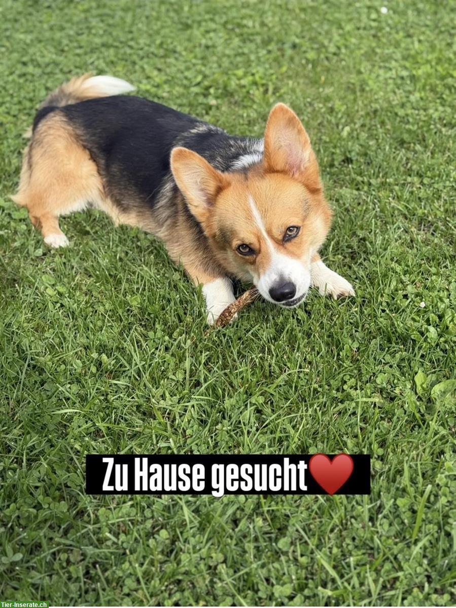 Welsh Corgi Pembroke Rüde sucht ein Zuhause
