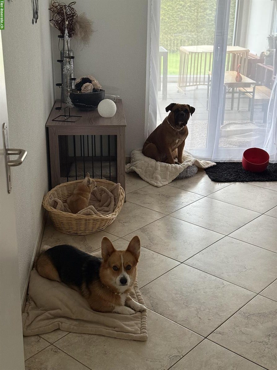 Bild 2: Welsh Corgi Pembroke Rüde sucht ein Zuhause