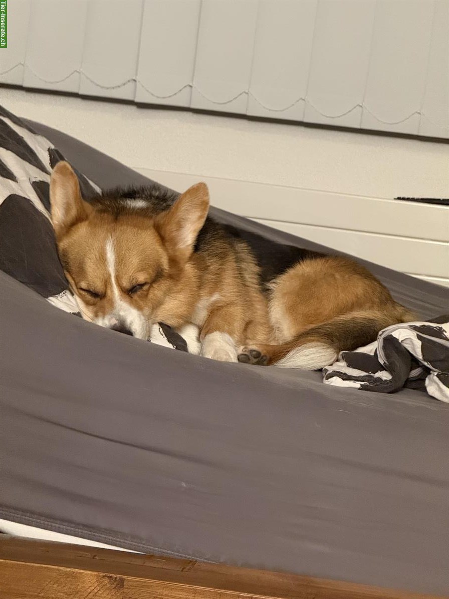 Bild 3: Welsh Corgi Pembroke Rüde sucht ein Zuhause