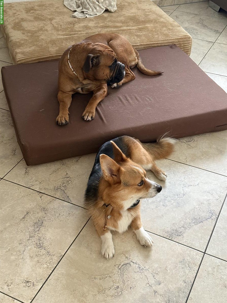 Bild 4: Welsh Corgi Pembroke Rüde sucht ein Zuhause