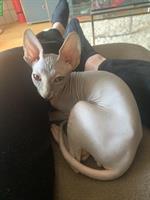 Canadian Sphynx Kater, 4 Monate, sehr anhänglich