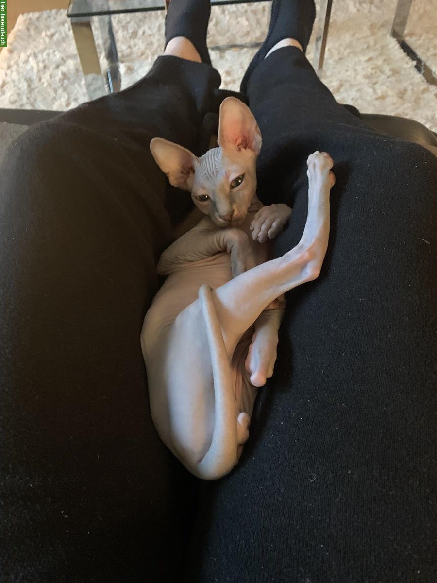 Bild 2: Canadian Sphynx Kater, 4 Monate, sehr anhänglich