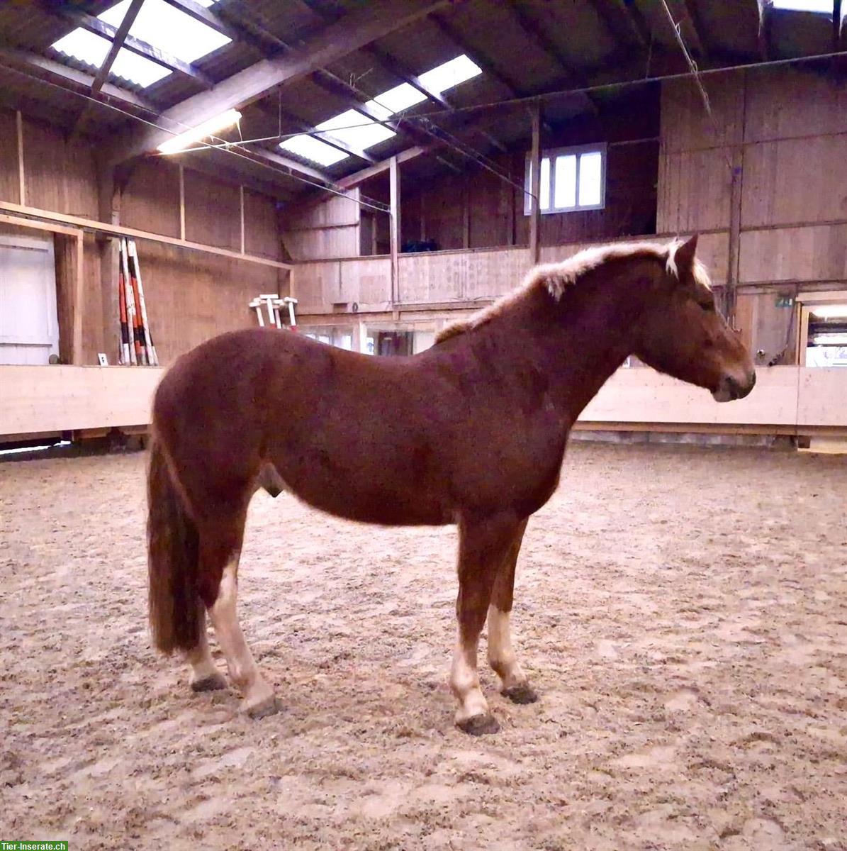 Bild 2: Motivierter Freiberger Wallach, 4-jährig, ein- & zweispännig gefahren