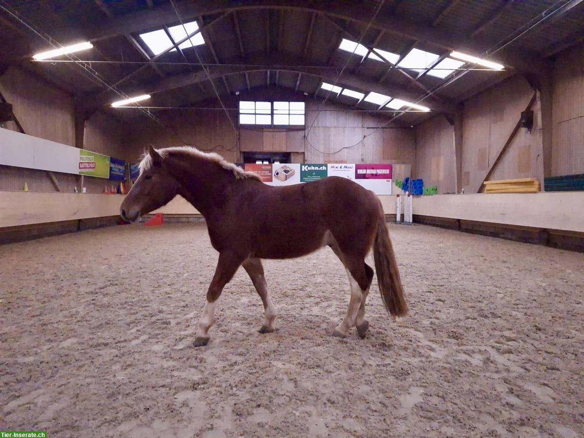 Bild 3: Motivierter Freiberger Wallach, 4-jährig, ein- & zweispännig gefahren