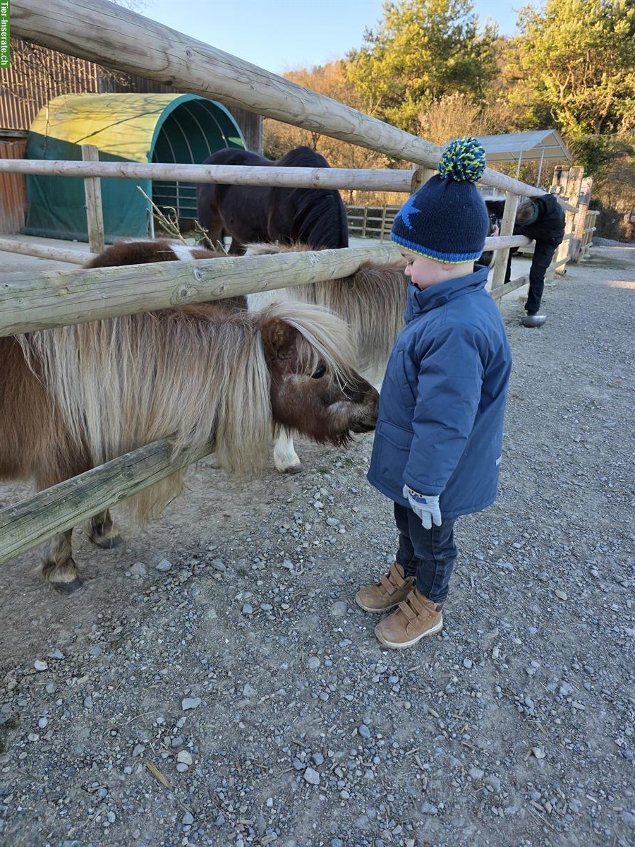 Suche Reitbeteiligung im Aargau, gerne mit Kindern