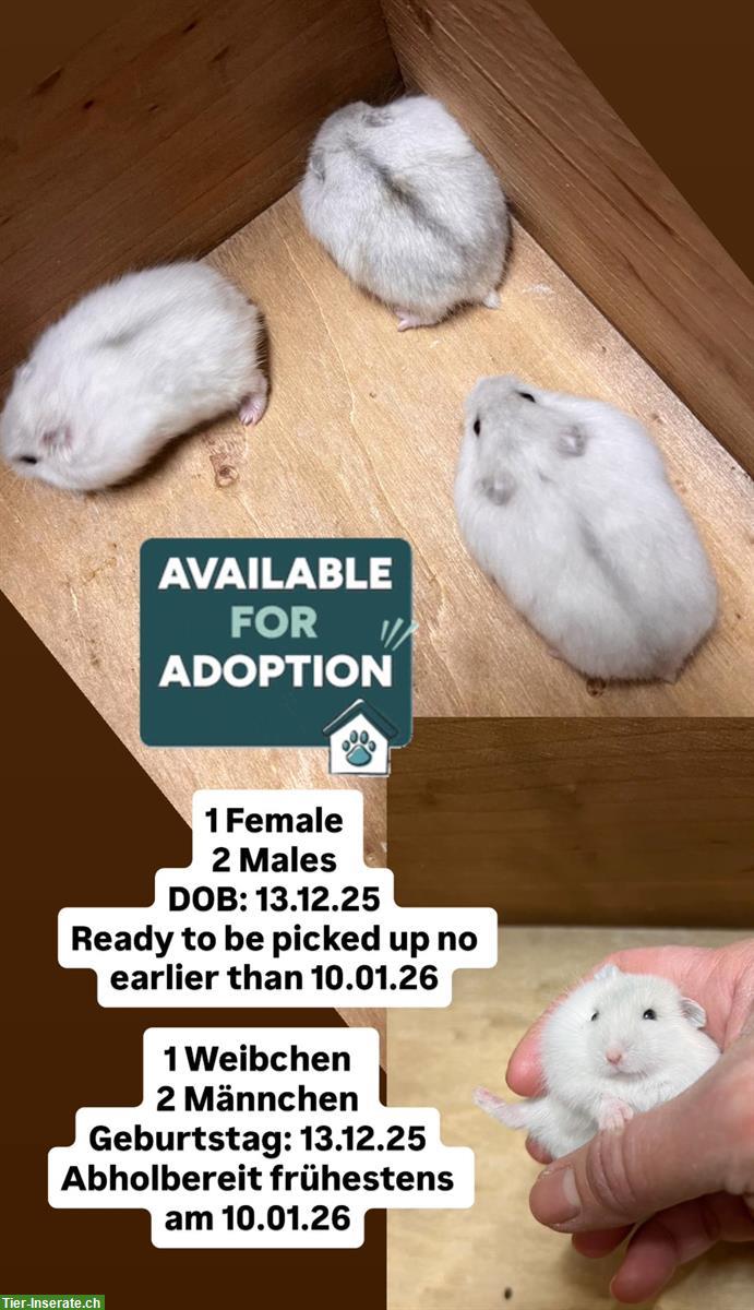 Junge Dsungarische Zwerghamster / Winter White