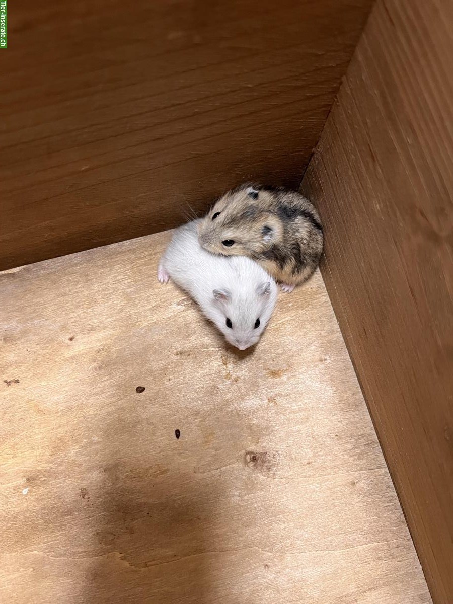 Bild 3: Junge Dsungarische Zwerghamster / Winter White