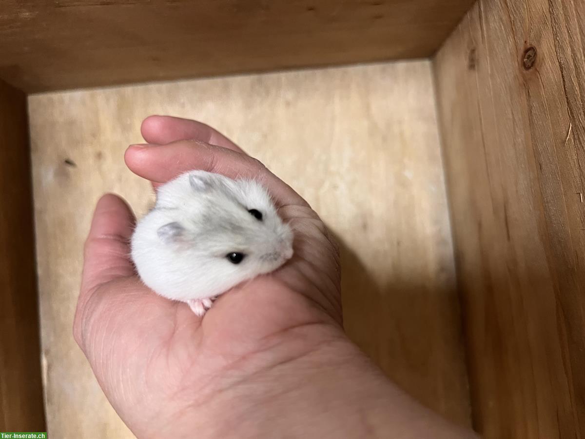 Bild 4: Junge Dsungarische Zwerghamster / Winter White