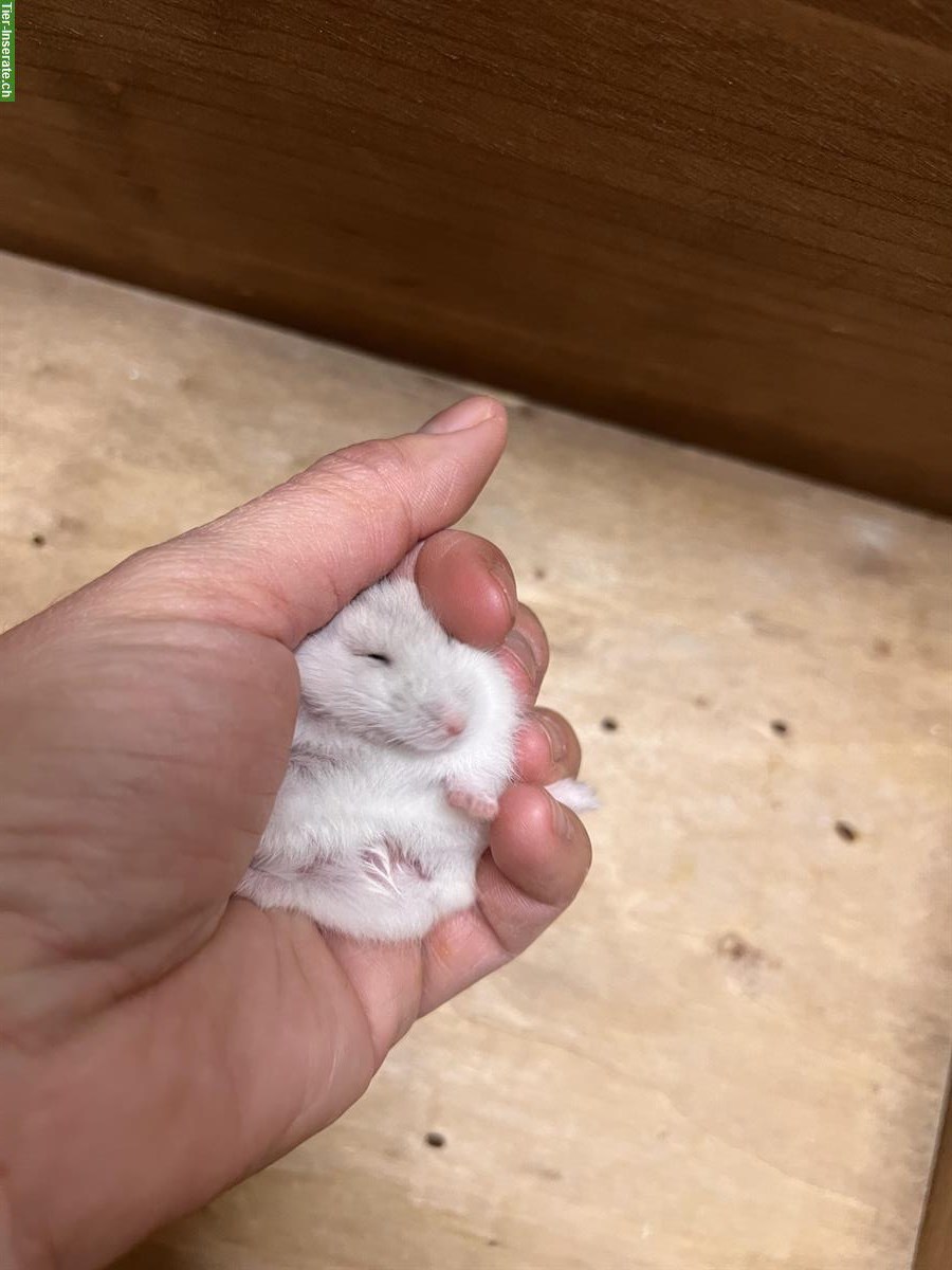 Bild 5: Junge Dsungarische Zwerghamster / Winter White