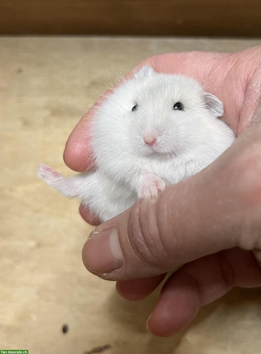Bild 6: Junge Dsungarische Zwerghamster / Winter White