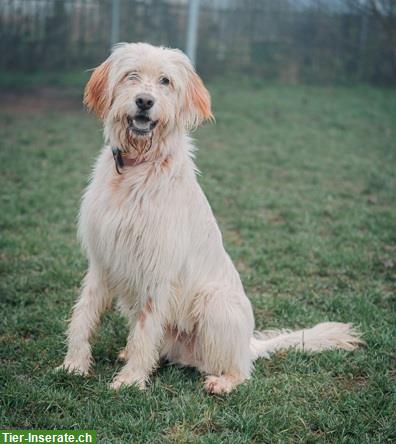 Griffon-Mischlingsrüde Alf, der perfekte Familienhund
