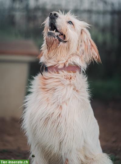 Bild 10: Griffon-Mischlingsrüde Alf, der perfekte Familienhund