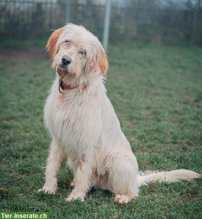 Bild 2: Griffon-Mischlingsrüde Alf, der perfekte Familienhund