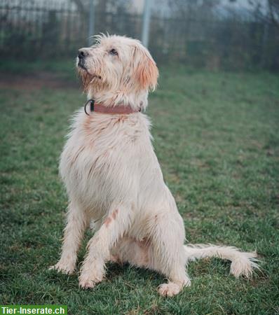 Bild 3: Griffon-Mischlingsrüde Alf, der perfekte Familienhund