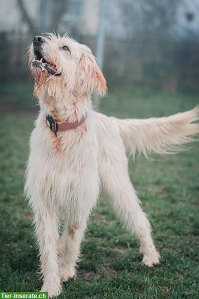 Bild 4: Griffon-Mischlingsrüde Alf, der perfekte Familienhund
