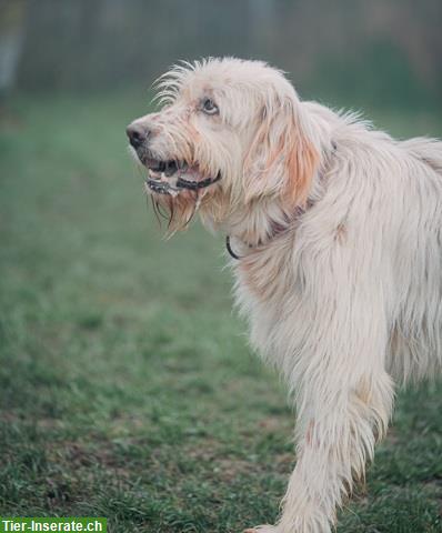 Bild 5: Griffon-Mischlingsrüde Alf, der perfekte Familienhund
