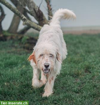 Bild 6: Griffon-Mischlingsrüde Alf, der perfekte Familienhund