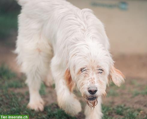 Bild 7: Griffon-Mischlingsrüde Alf, der perfekte Familienhund