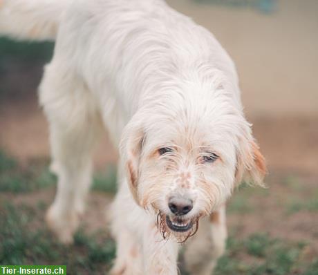 Bild 8: Griffon-Mischlingsrüde Alf, der perfekte Familienhund