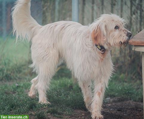 Bild 9: Griffon-Mischlingsrüde Alf, der perfekte Familienhund