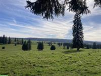 Platz gesucht für mich und meine Pferde, Umkreis 1h ab Schwyz