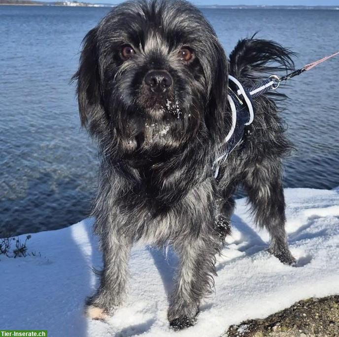 Mischlingshündin, 2-jährig, allerliebste Schmuserin