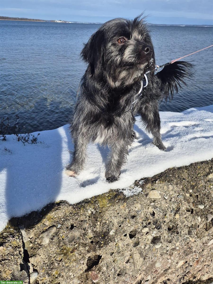 Bild 2: Mischlingshündin, 2-jährig, allerliebste Schmuserin