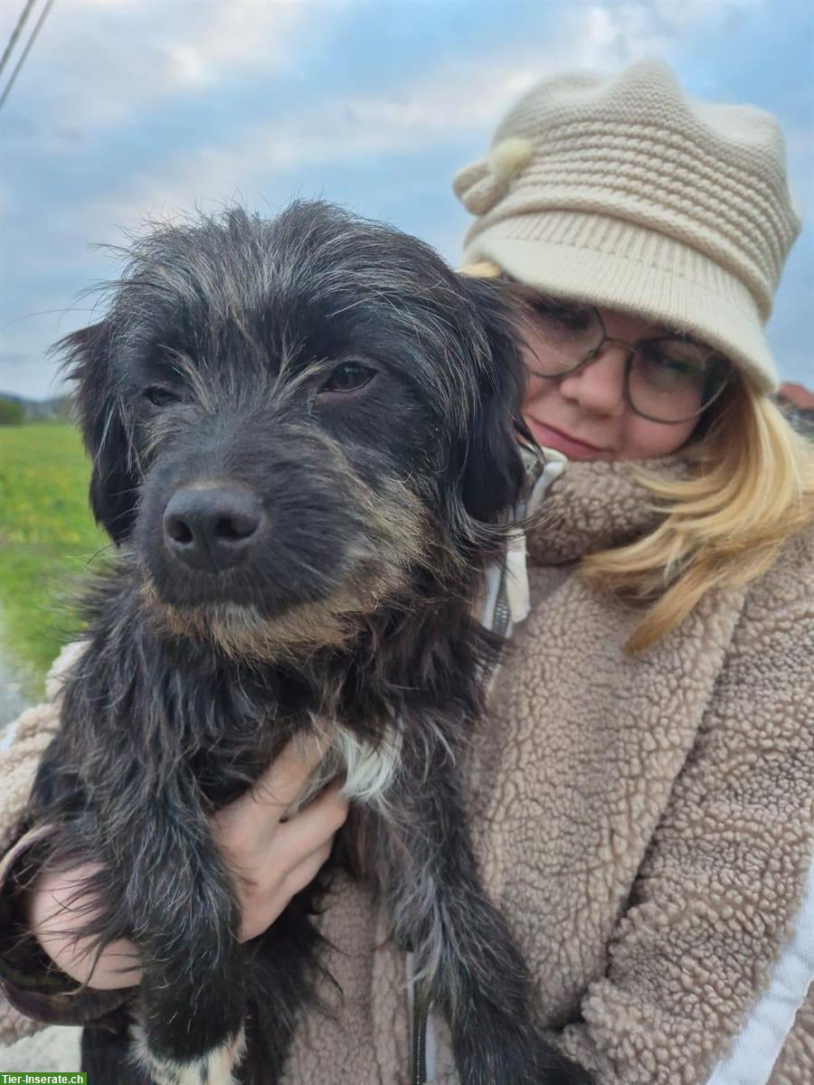 Bild 3: Mischlingshündin, 2-jährig, allerliebste Schmuserin