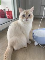 BKH Deckkater creme, verschmust, ruhig, verspielt