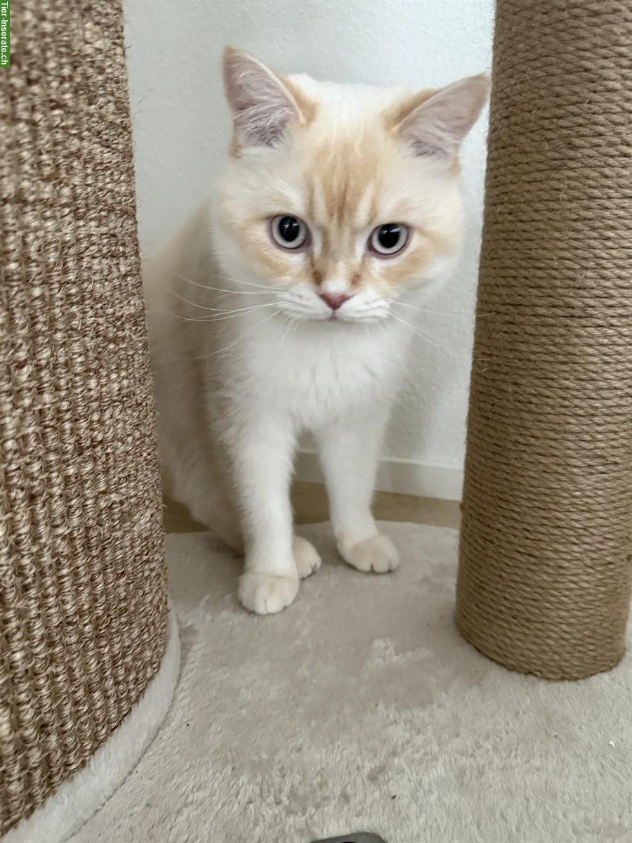 Bild 2: BKH Deckkater creme, verschmust, ruhig, verspielt