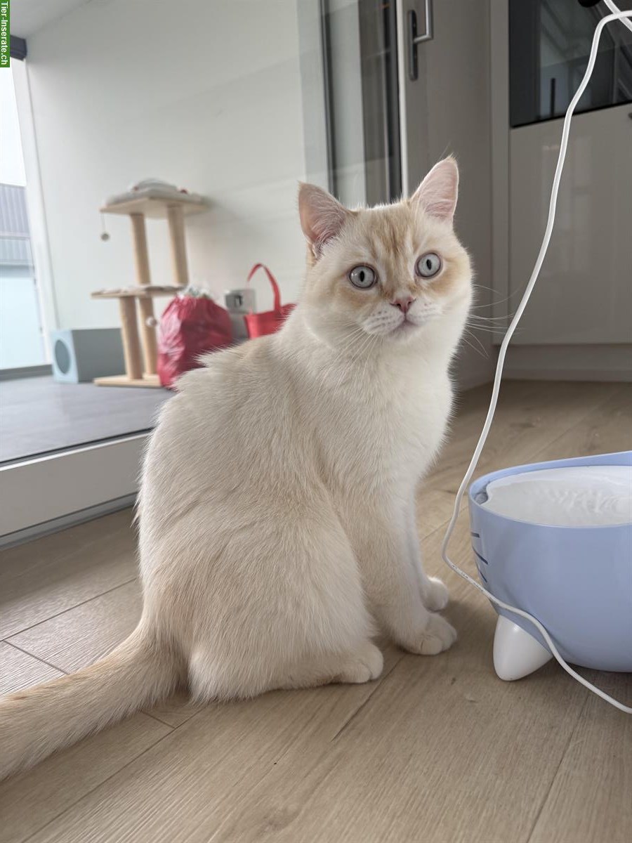 Bild 3: BKH Deckkater creme, verschmust, ruhig, verspielt