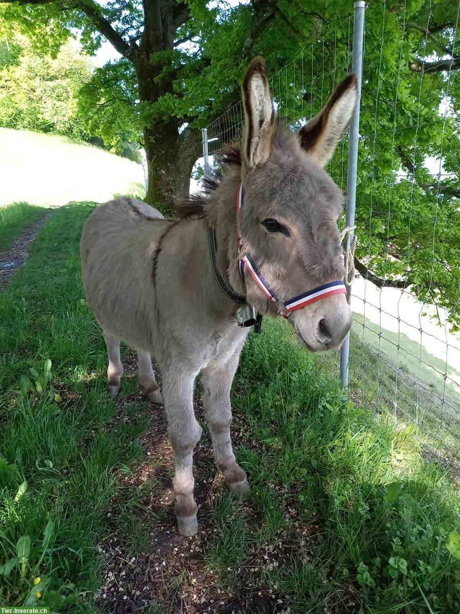 Eselhengst sucht Herzensplatz, sehr menschenbezogen
